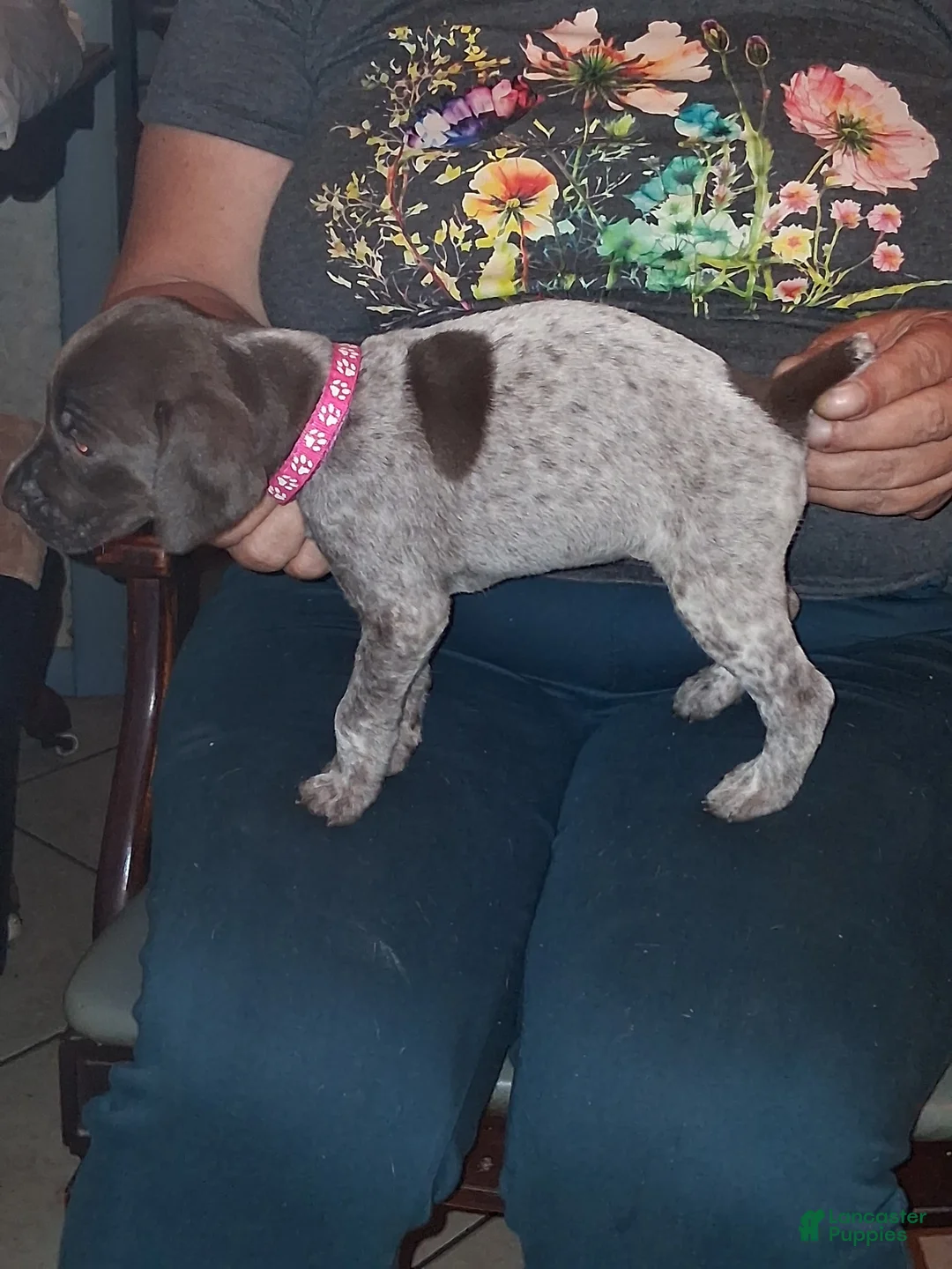German Shorthaired Pointer dogs for sale: German Shorthaired Pointer 6 - Ad 2