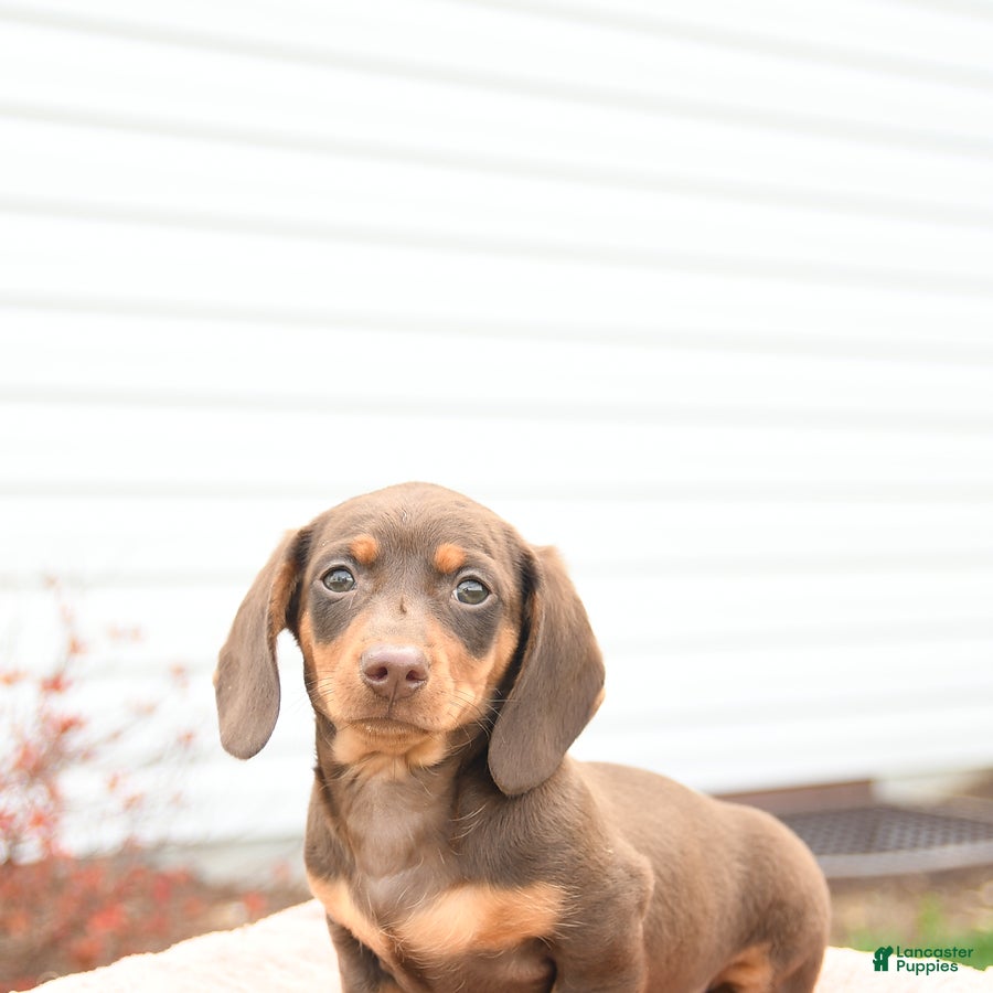 Miniature Dachshund dogs Yoyo - Ad 2