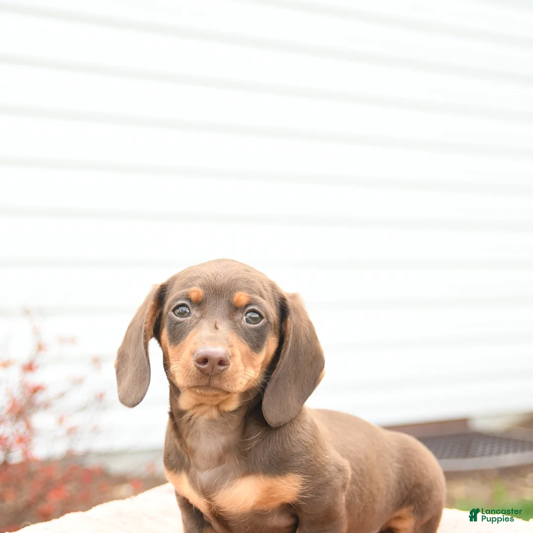 Miniature Dachshund dogs for sale: Yoyo - Ad 2