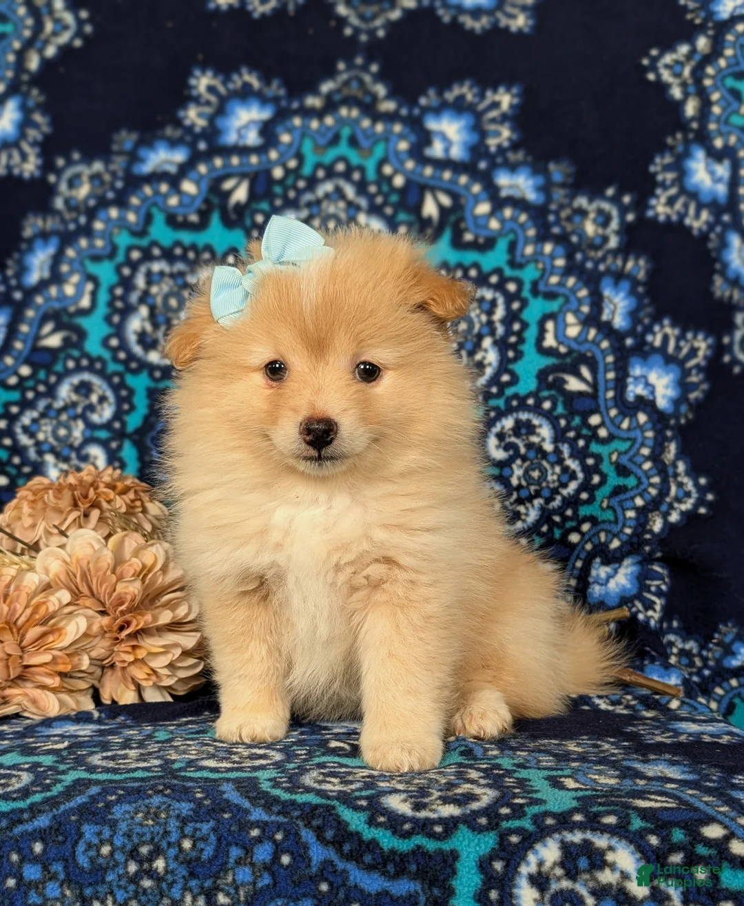 Pomeranian dogs for sale: Monette - Ad 1