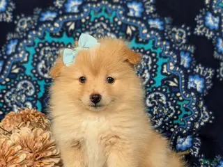 Pomeranian dogs for sale: Monette - Ad 1
