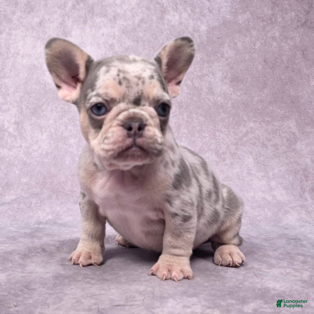 French Bulldog dogs for sale: Millie - Ad 6