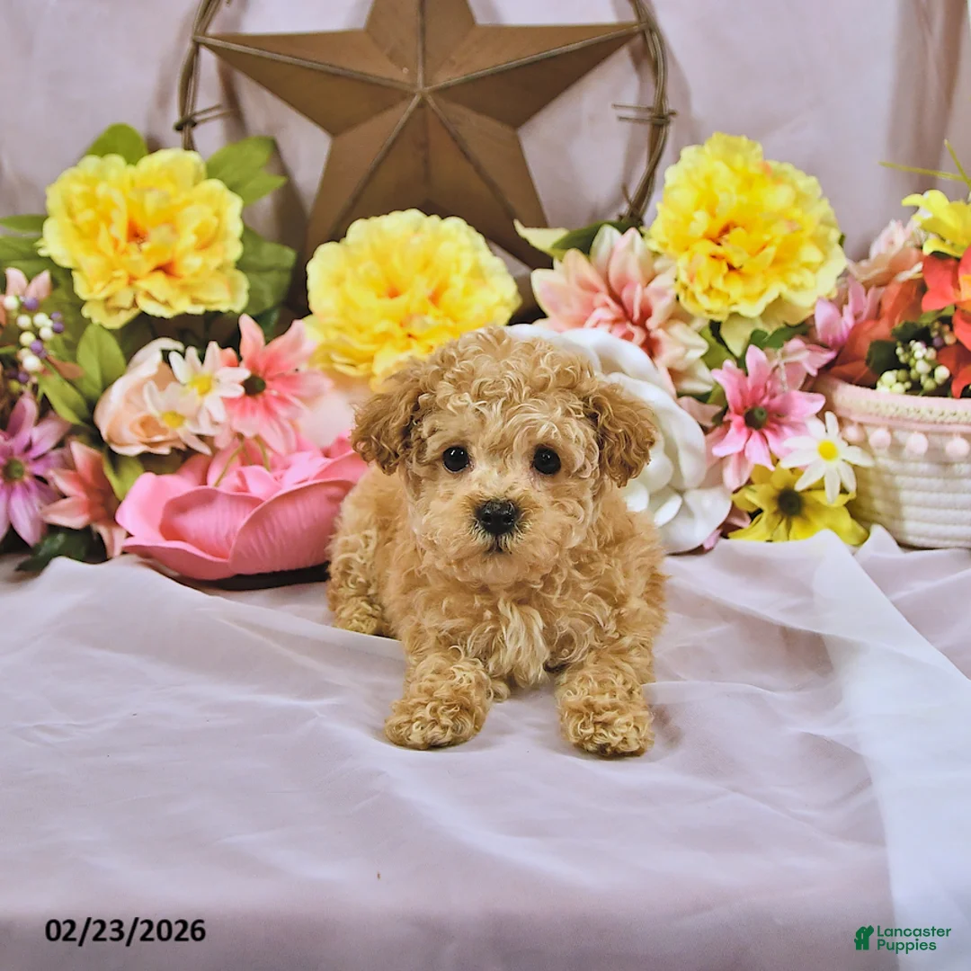 Miniature Poodle dogs for sale: Little Dan - Ad 2