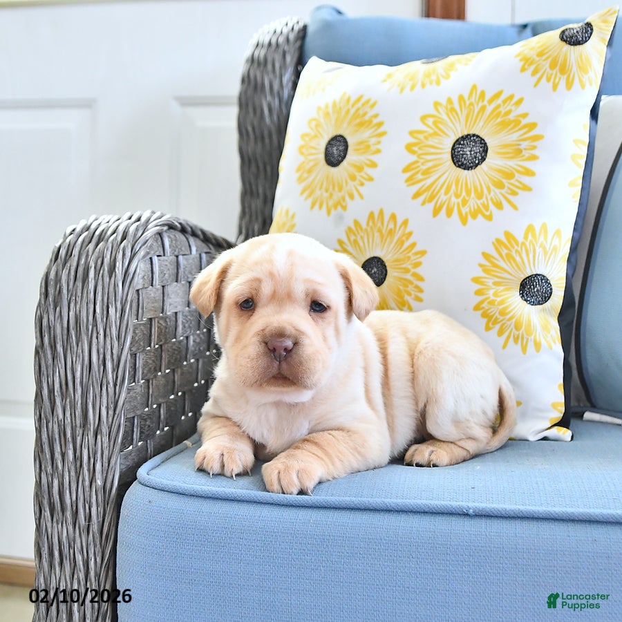 Mini Hippo dogs Tinsley - Ad 10