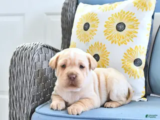 Mini Hippo dogs Tinsley - Ad 10