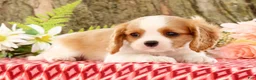 Cavalier King Charles Spaniel dogs for sale: ZInnia - Ad 4