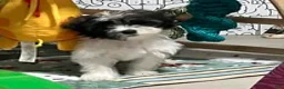 Malshi dogs for sale: Malshi 2 - Ad 2