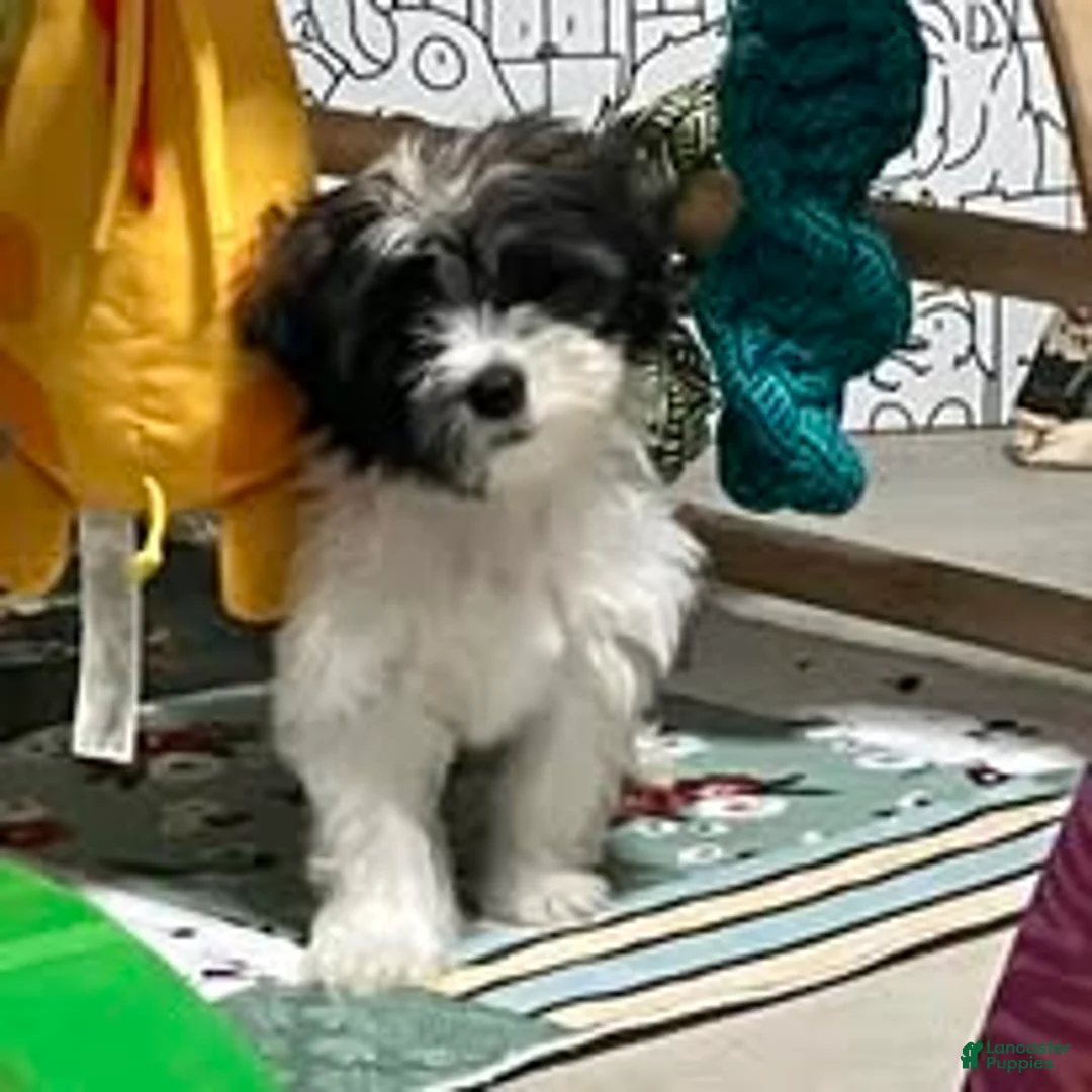 Malshi dogs for sale: Malshi 2 - Ad 2