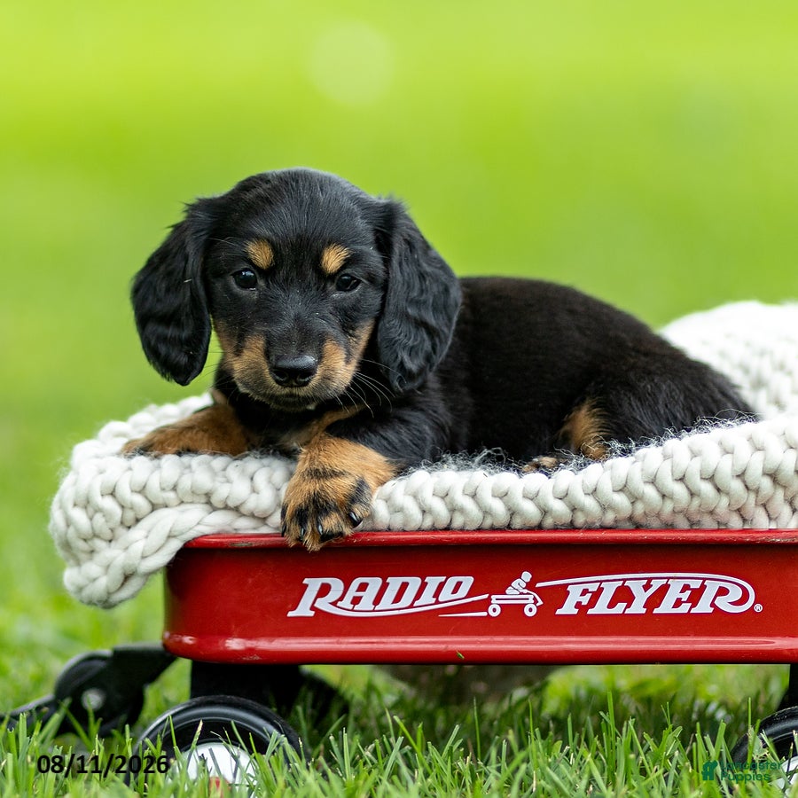 Miniature Dachshund dogs Benson - Ad 2