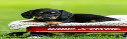 Miniature Dachshund dogs for sale: Benson - Ad 2