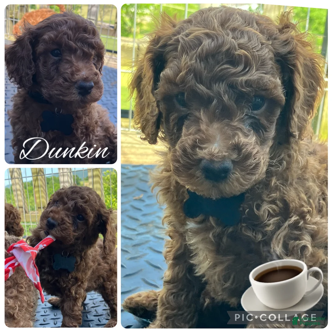 Miniature Poodle dogs for sale: Dunkin - Ad 2