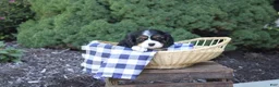Cavalier King Charles Spaniel dogs for sale: Bubbles - Ad 3
