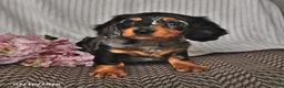 Miniature Dachshund dogs for sale: Karla - Ad 4