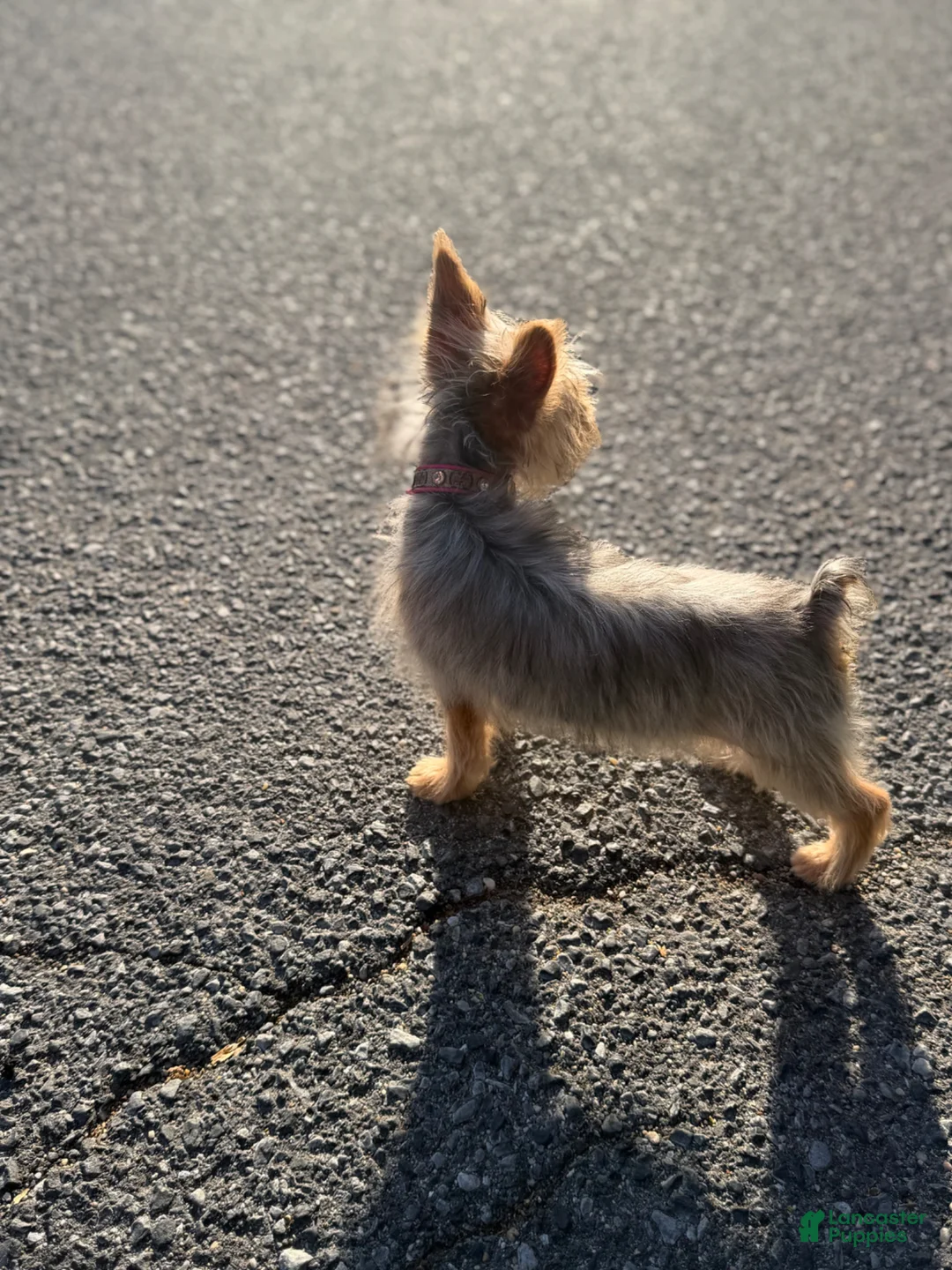 Yorkshire Terrier dogs for sale: Kardi Blue Merle  - Ad 5