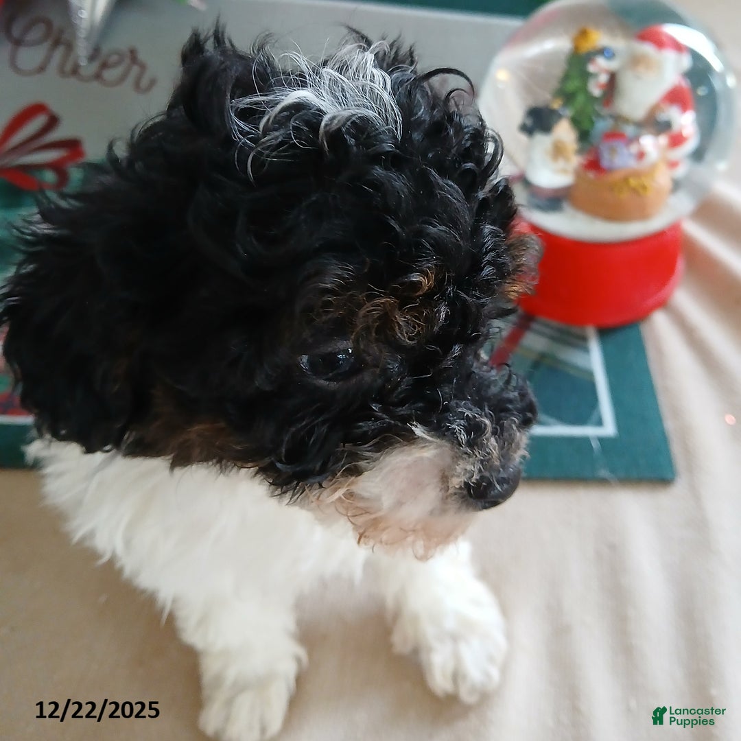 Miniature Poodle dogs for sale: Hadassah - Ad 1