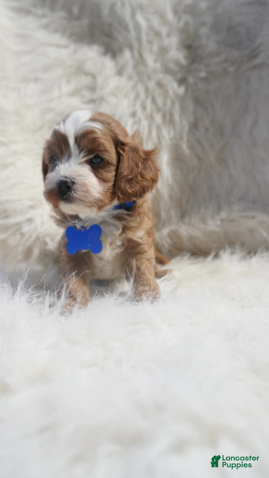 Cavapoo dogs for sale: Slater - Ad 8