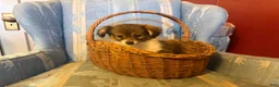 Mixed Breed dogs for sale: Cookie’s Boy #1 - Ad 3