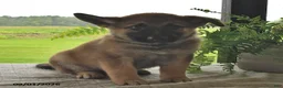 Mixed Breed dogs for sale: Bailey  - Ad 4