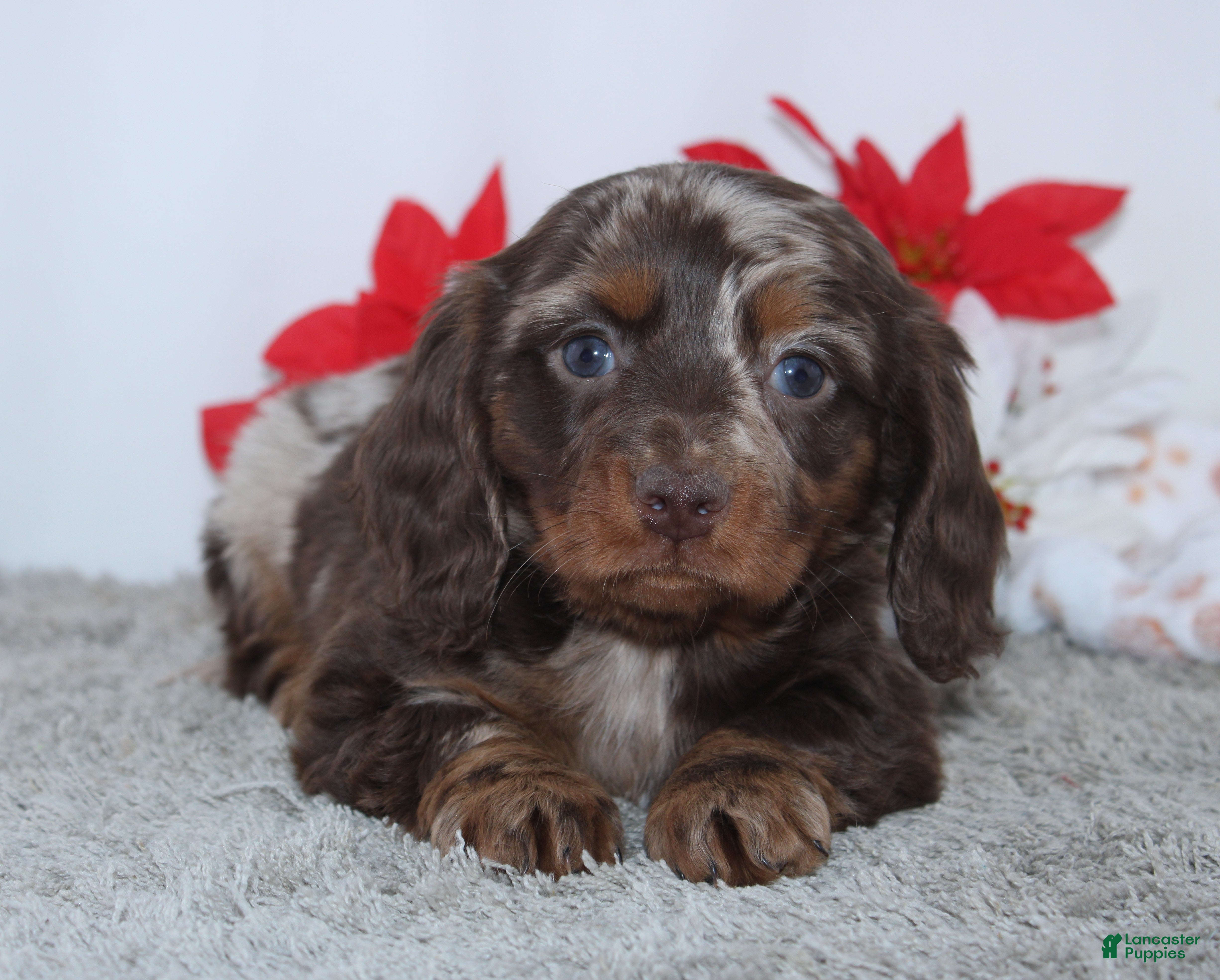 Miniature Dachshund dogs Jordan - Ad 28