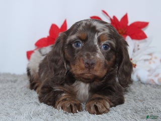 Miniature Dachshund dogs Jordan - Ad 2