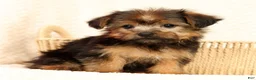 Yorkshire Terrier dogs for sale: Mia - Ad 8