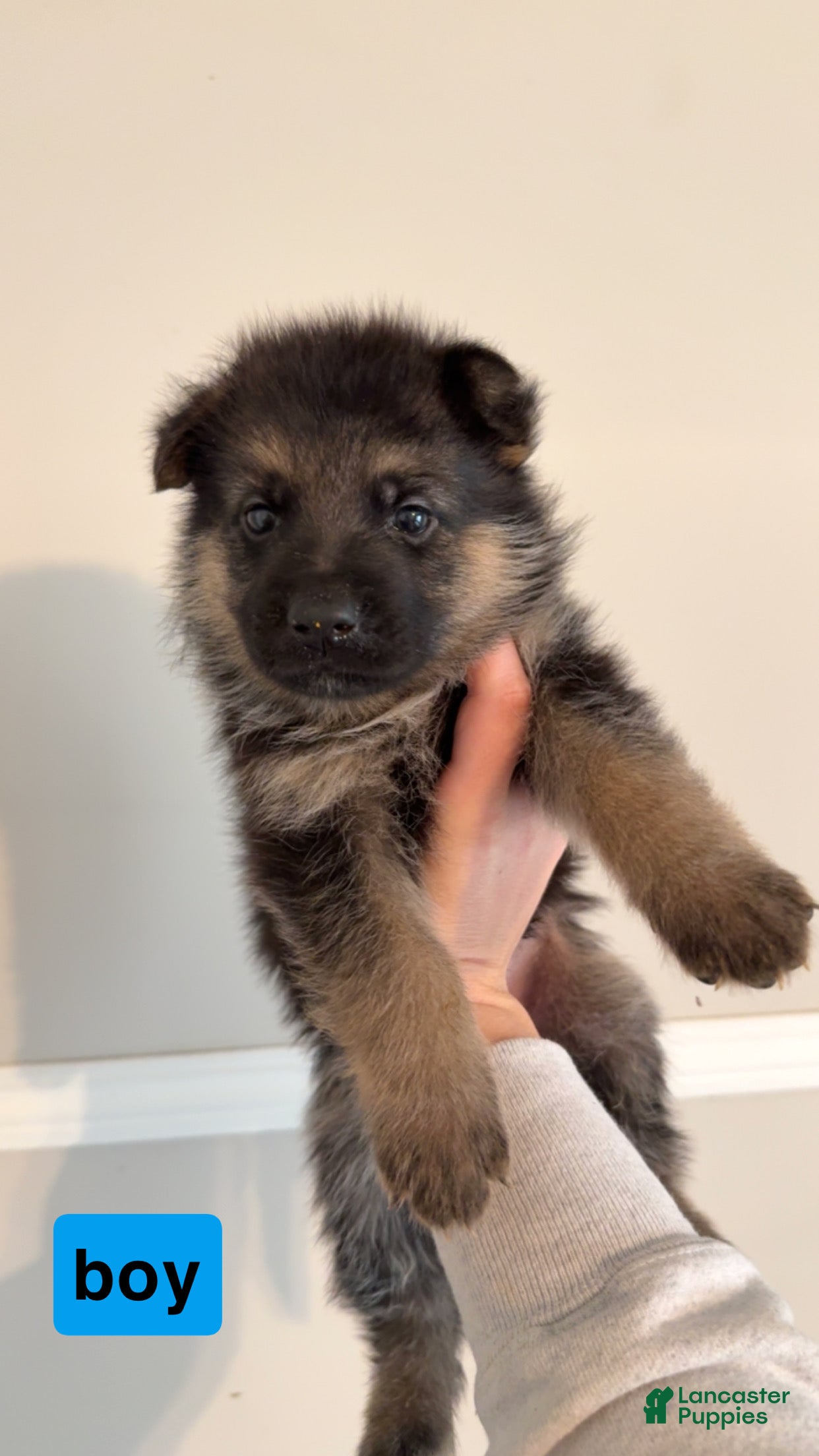 German Shepherd dogs German Shepherd Puppy 7 - Ad 39