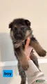 German Shepherd Puppy 7
