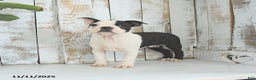Boston Terrier dogs for sale: Naveen - Ad 3