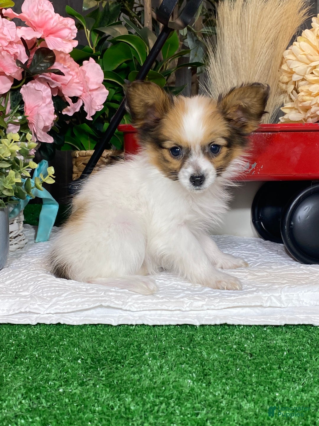 Papillon dogs for sale: Ruby  - Ad 3