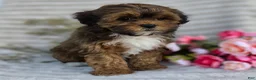 Shihpoo dogs for sale: Cuddles - Ad 16