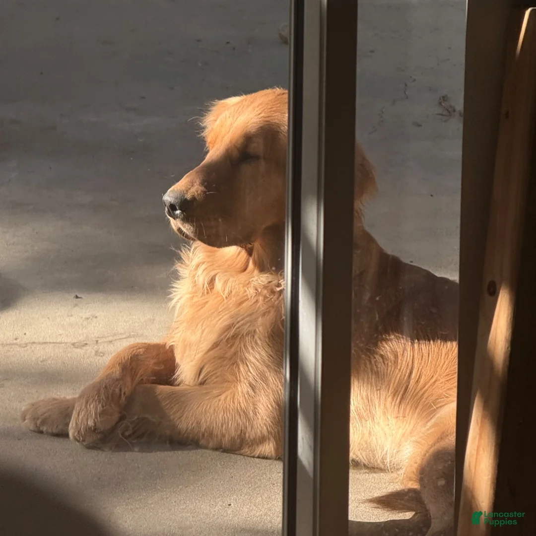Golden Retriever dogs for sale: Golden Retriever 1 - Ad 2