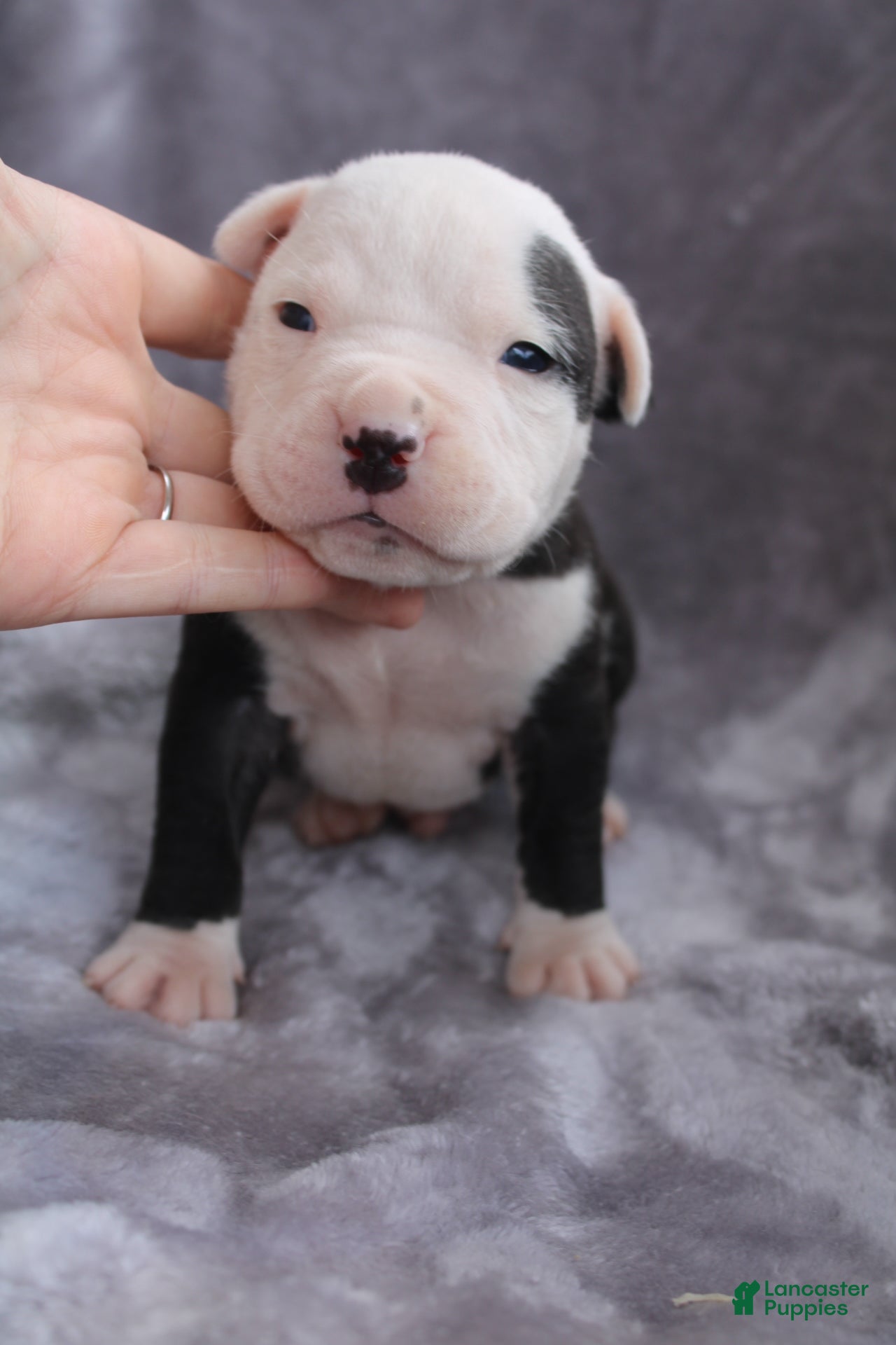 American Bully dogs Ivar - Ad 1