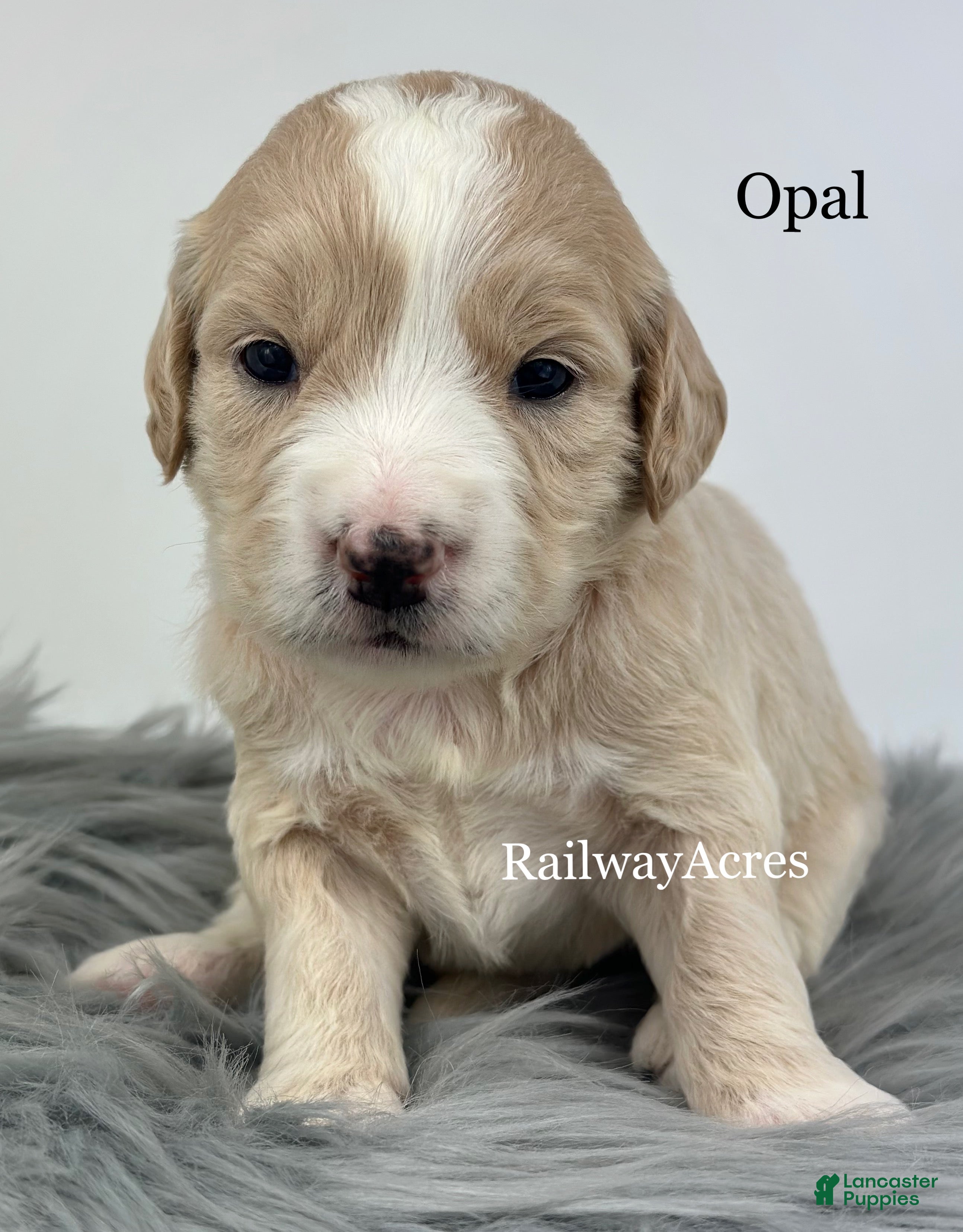 Goldendoodle dogs for sale: Opal - Ad 15