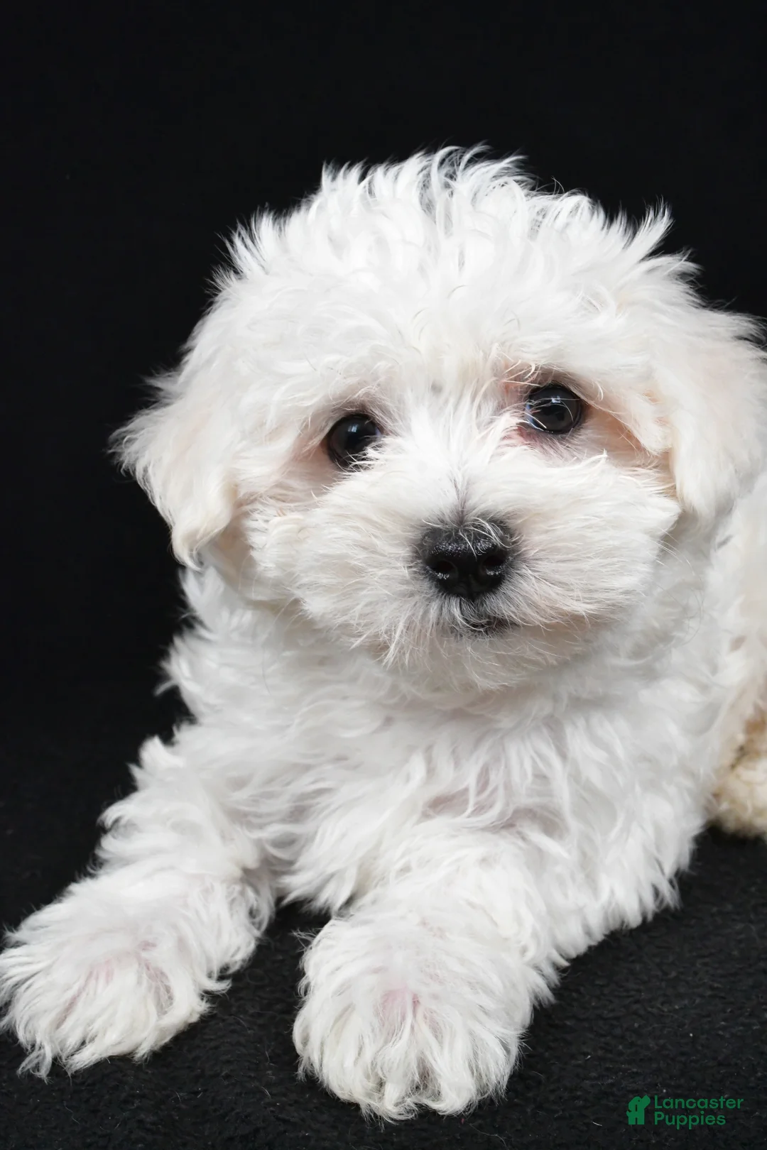 Maltese dogs for sale: Cooper - Ad 7
