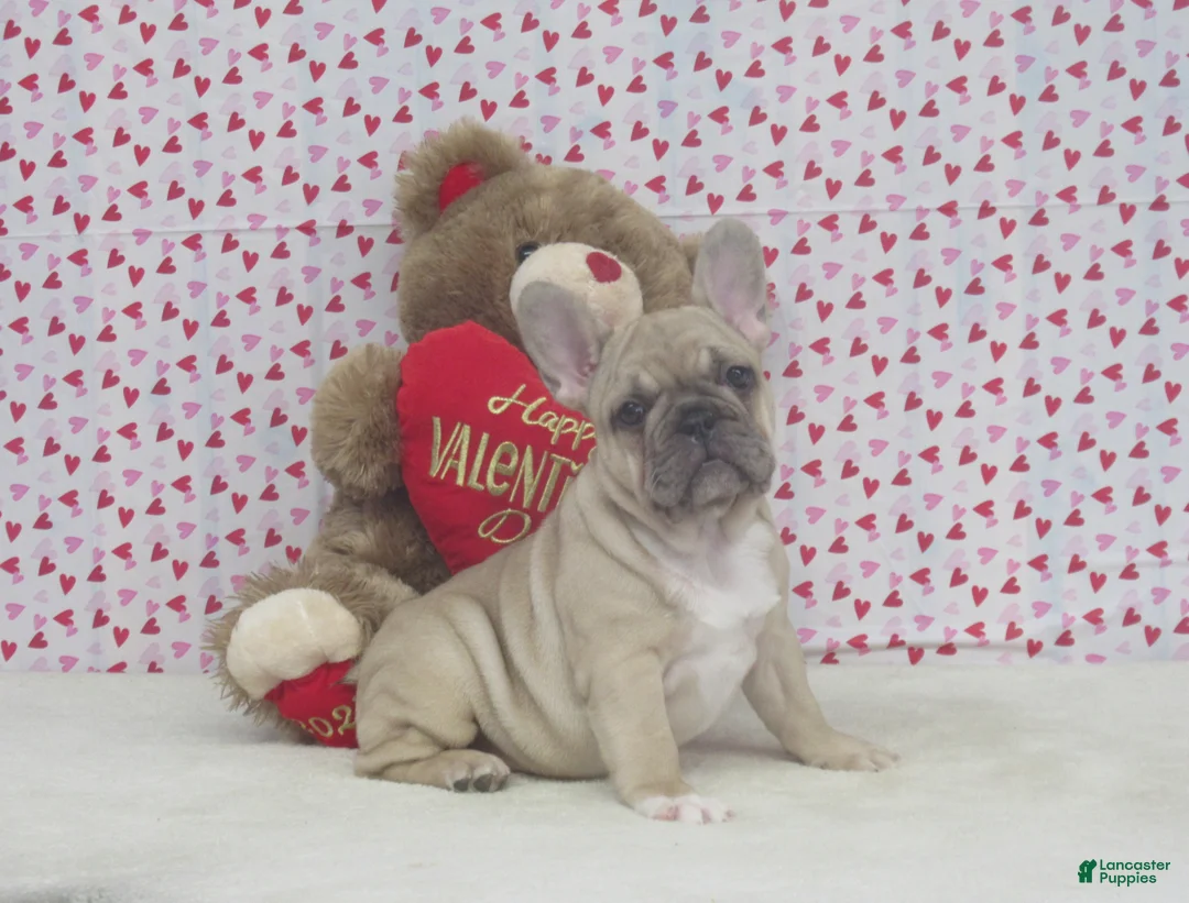 French Bulldog dogs for sale: AKC Nutmeg - Ad 2