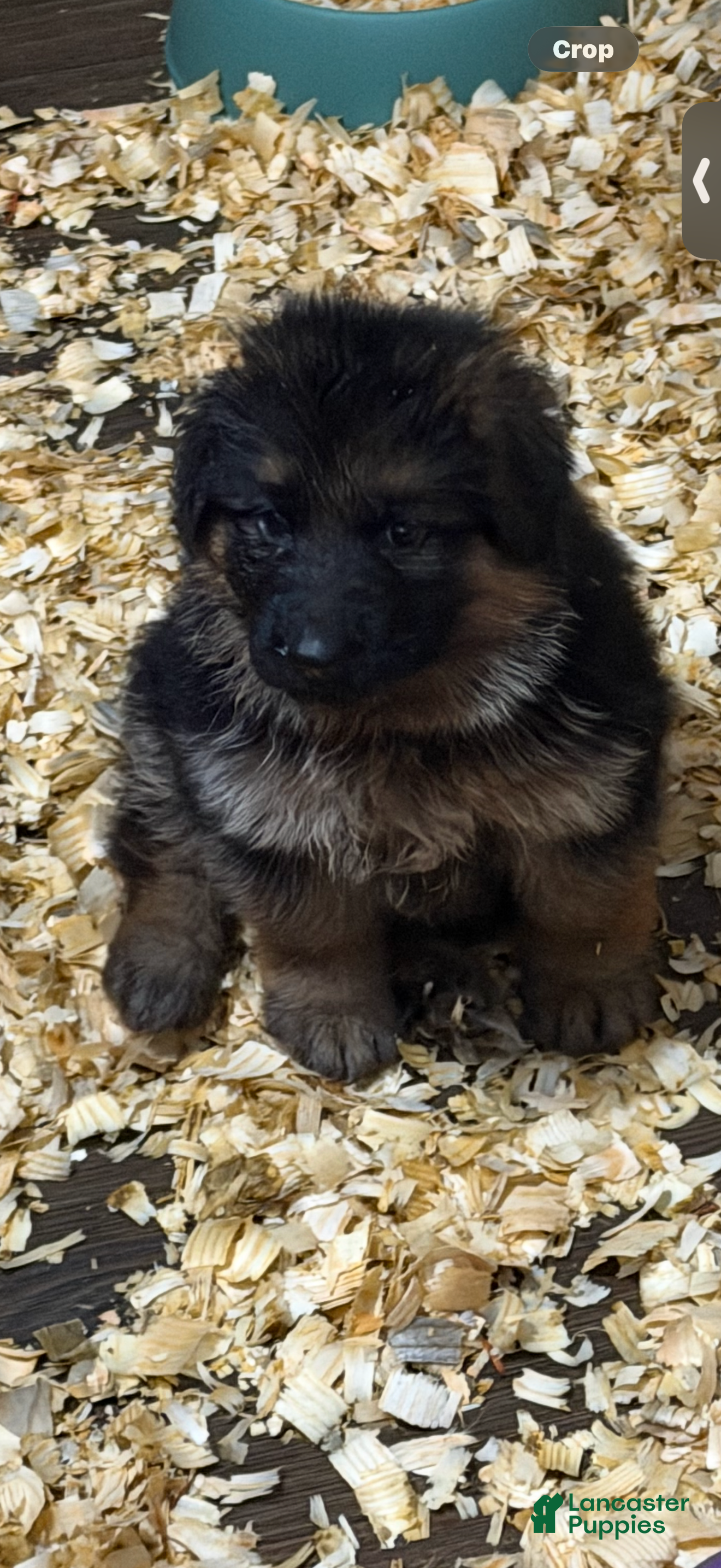 German Shepherd dogs Jax  - Ad 2
