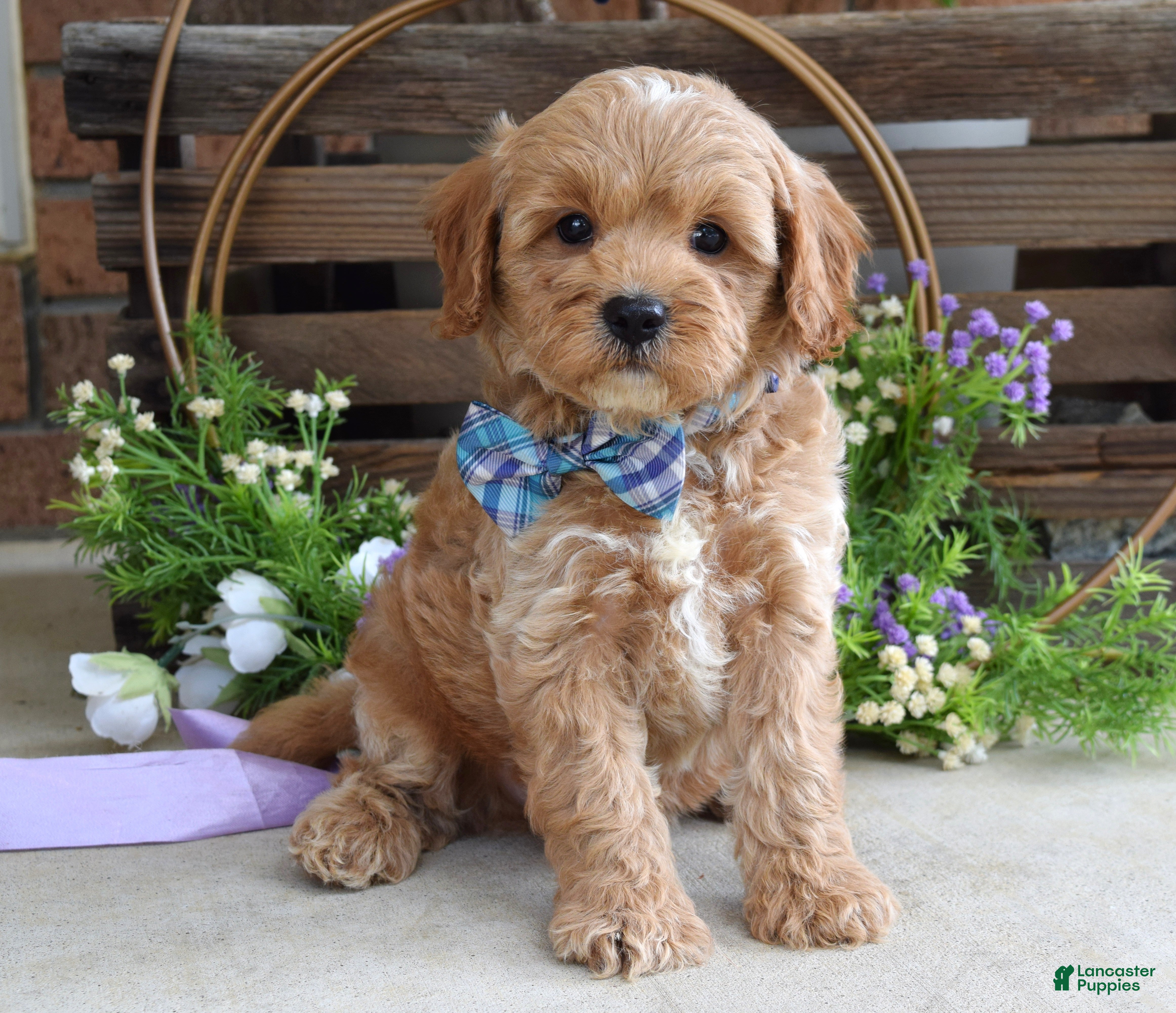 Cavapoo dogs for sale: Colton - Ad 3