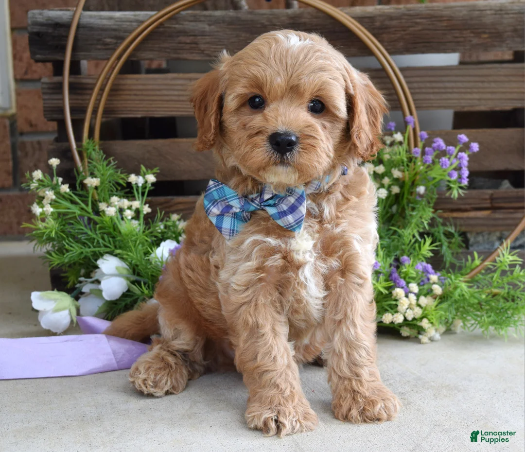 Cavapoo dogs for sale: Colton - Ad 1