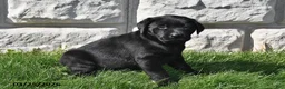 Labrador Retriever dogs for sale: Shelly - Ad 3