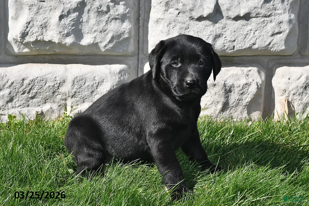 Labrador Retriever dogs for sale: Shelly - Ad 3