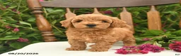 Toy Poodle dogs for sale: Forrest  - Ad 1