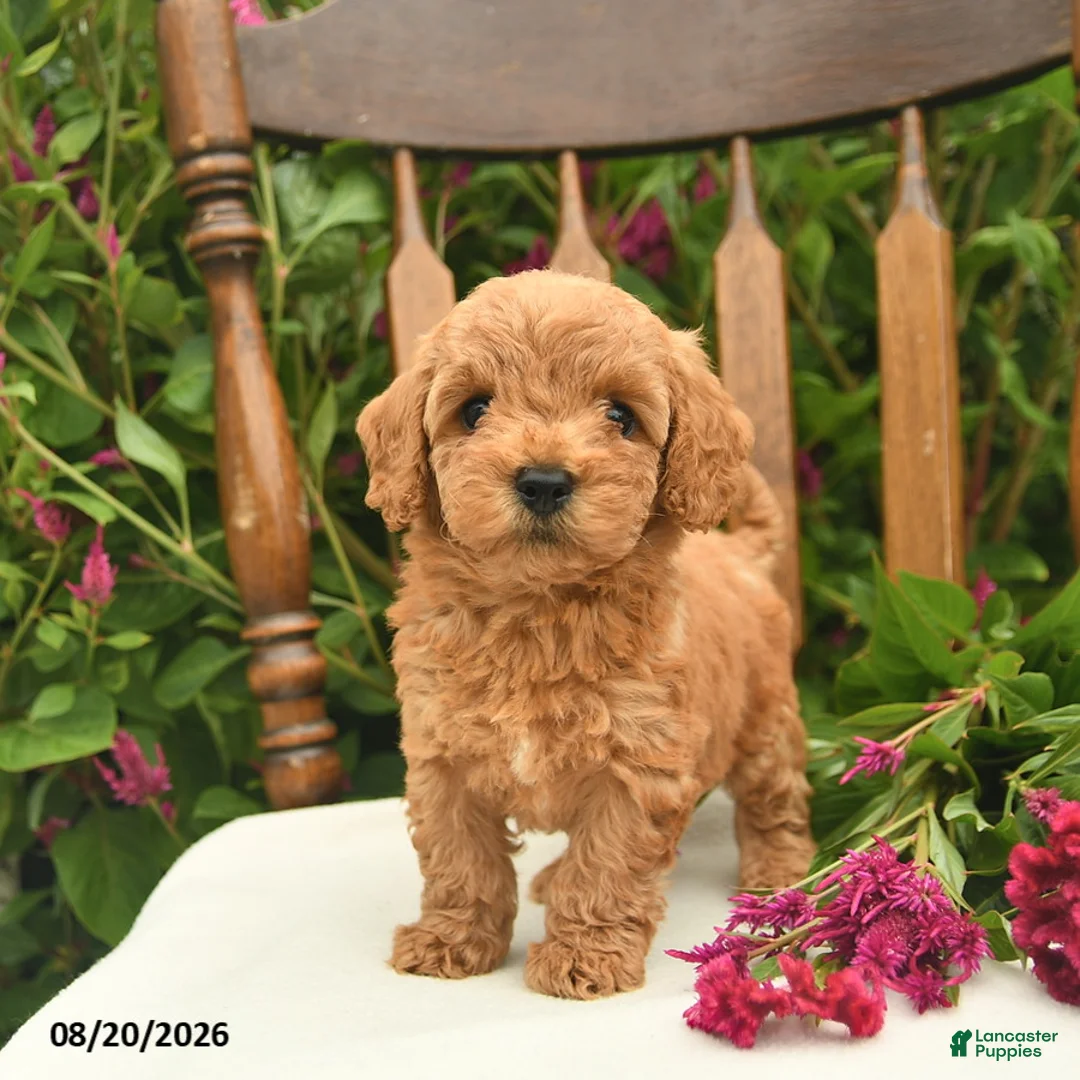 Toy Poodle dogs for sale: Forrest  - Ad 1