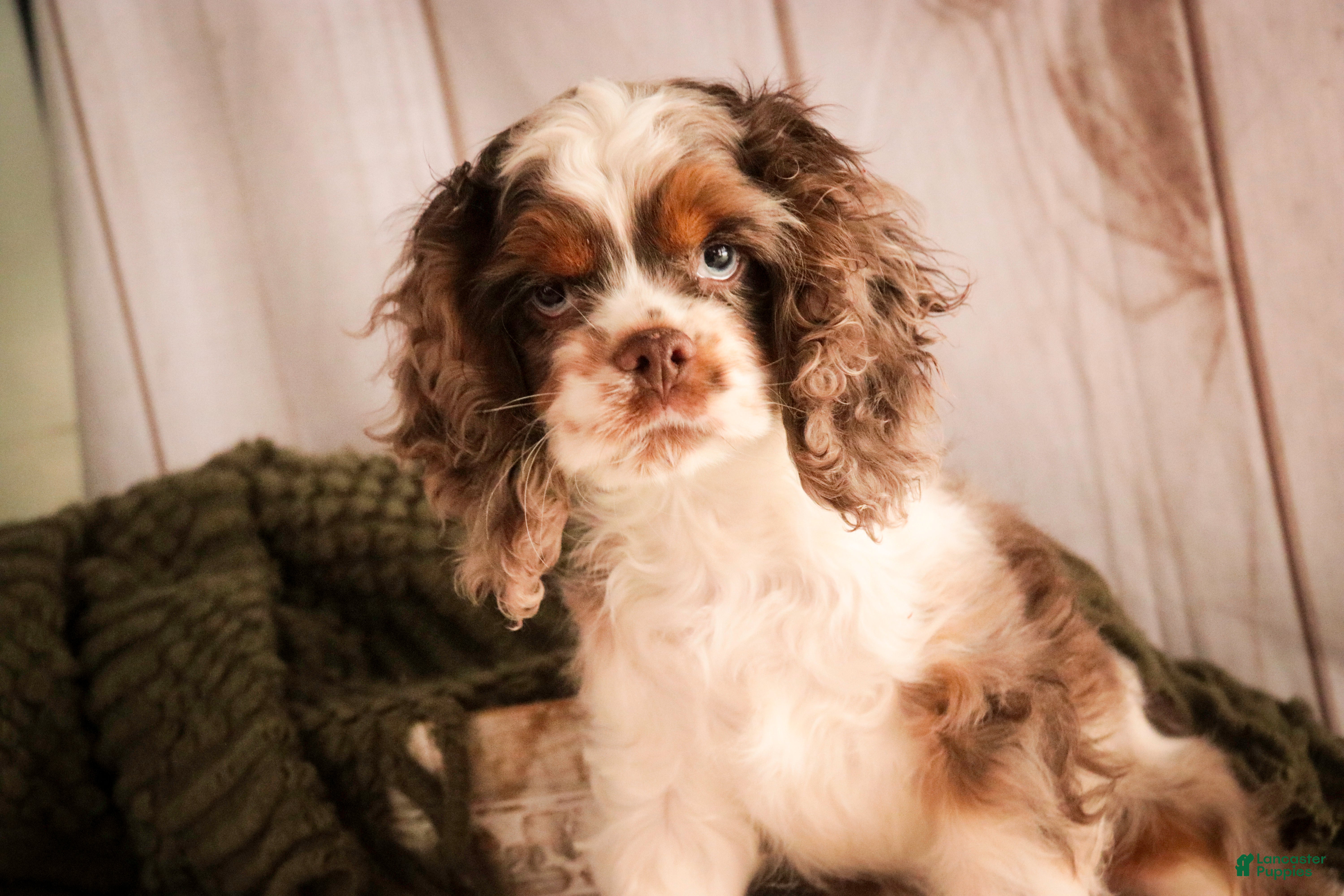 Cocker Spaniel dogs Graham - Ad 2