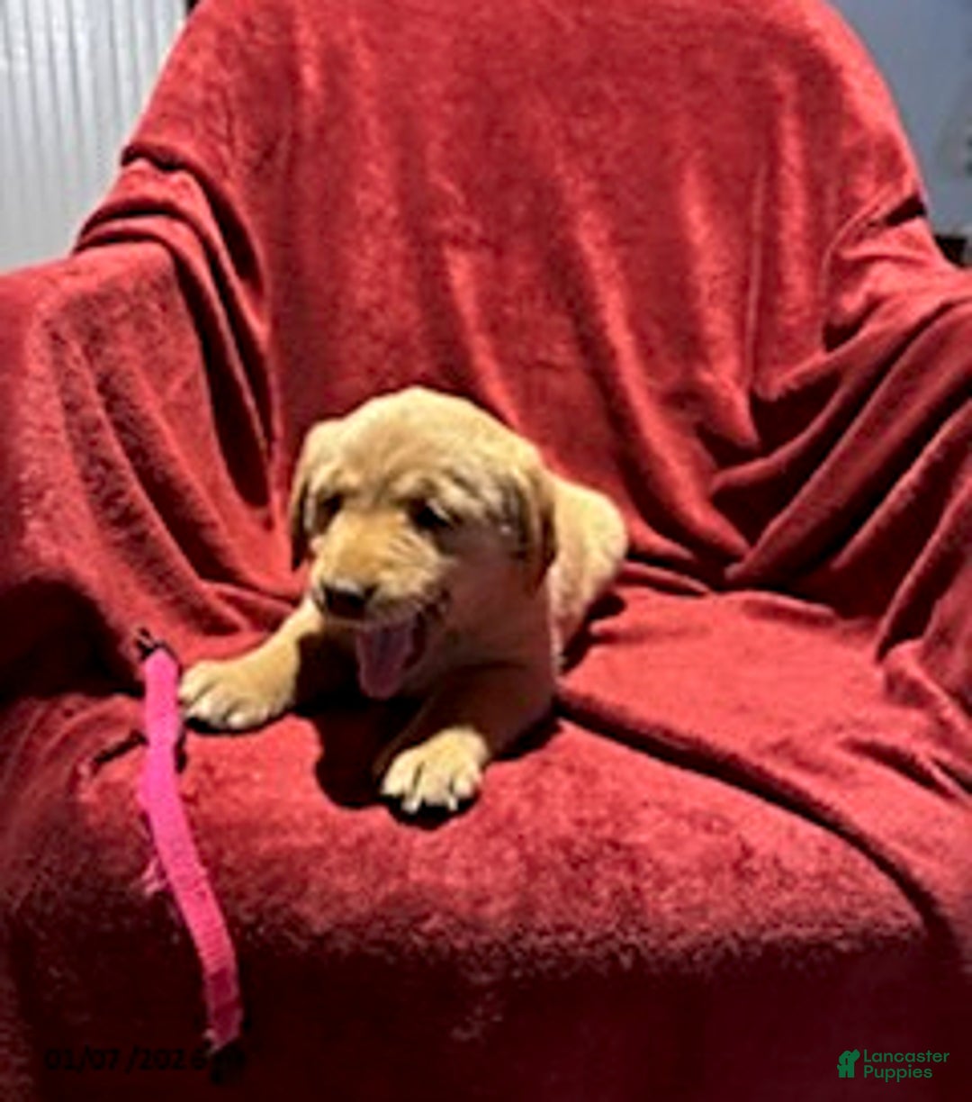 Goldador dogs for sale: Ashley - Ad 2