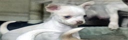 Chihuahua dogs for sale: Harvey - Ad 3