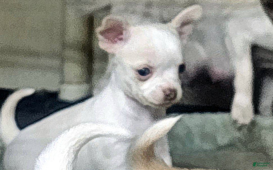 Chihuahua dogs for sale: Harvey - Ad 3