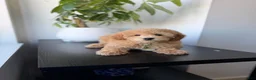 Mixed Breed dogs for sale: Sammy - Ad 2