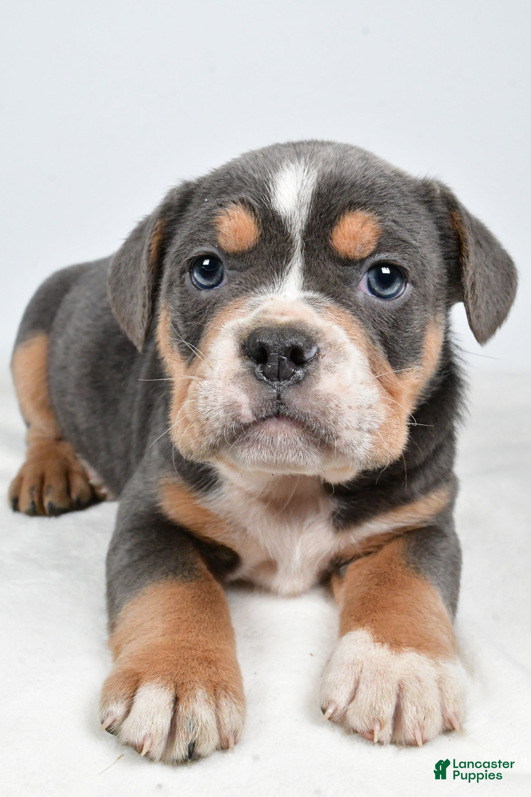 Mixed Breed dogs Carter - Ad 3