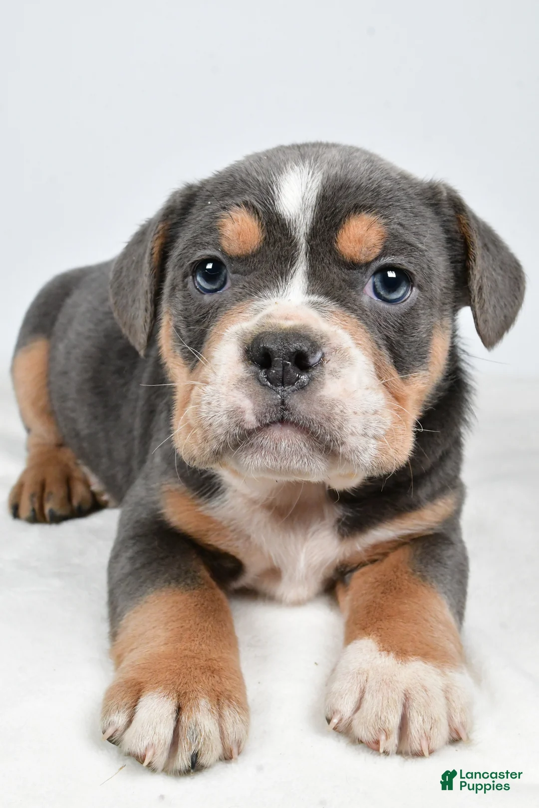 Beabull dogs for sale: Carter - Ad 1