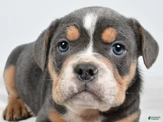 Mixed Breed dogs Carter - Ad 3